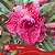 Renda - Enxerto Rosa do Deserto - Imagem 2