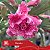 Renda - Enxerto Rosa do Deserto - Imagem 1