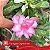 Variegata Capricórnio - Enxerto Rosa do Deserto - Imagem 1
