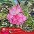 Variegata Capricórnio - Enxerto Rosa do Deserto - Imagem 2
