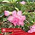Variegata Capricórnio - Enxerto Rosa do Deserto - Imagem 3