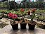 KIT 10 - Planta Natural de Semente ( SORTIDA )- Rosa do Deserto - Imagem 1