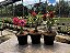 KIT 10 - Planta Natural de Semente ( SORTIDA )- Rosa do Deserto - Imagem 2