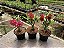 KIT 10 - Planta Natural de Semente ( SORTIDA )- Rosa do Deserto - Imagem 4