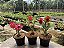 KIT 10 - Planta Natural de Semente ( SORTIDA )- Rosa do Deserto - Imagem 5