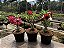 KIT 10 - Planta Natural de Semente ( SORTIDA )- Rosa do Deserto - Imagem 6