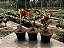 KIT 10 - Planta Natural de Semente ( SORTIDA )- Rosa do Deserto - Imagem 7
