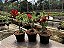 KIT 10 - Planta Natural de Semente ( SORTIDA )- Rosa do Deserto - Imagem 8