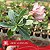 Ariel Variegata - Enxerto Rosa do Deserto - Imagem 2