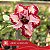 Ariel Variegata - Enxerto Rosa do Deserto - Imagem 1