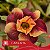 CANAN 76 - Enxerto Rosa do Deserto - Imagem 1