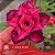 CANAN 82 - Enxerto Rosa do Deserto - Imagem 1