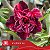 CANAN 84 (Perfumada) - Enxerto Rosa do Deserto - Imagem 1