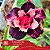 CANAN 99 (Perfumada) - Enxerto Rosa do Deserto - Imagem 3