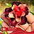 CANAN 99 (Perfumada) - Enxerto Rosa do Deserto - Imagem 1