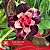 CANAN 99 (Perfumada) - Enxerto Rosa do Deserto - Imagem 4