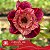 CANAN 100 (Perfumada) - Enxerto Rosa do Deserto - Imagem 1