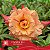 CANAN 114 (Perfumada) - Enxerto Rosa do Deserto - Imagem 1