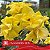 GM Golden Sun - Enxerto Rosa do Deserto - Imagem 1
