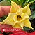 GM Golden Sun - Enxerto Rosa do Deserto - Imagem 3