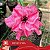 IRD Fúcsia - Enxerto Rosa do Deserto - Imagem 1