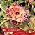 IRD Imperatriz - Enxerto Rosa do Deserto - Imagem 2