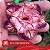 IRD Imperatriz - Enxerto Rosa do Deserto - Imagem 1