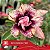 IRD Imperatriz - Enxerto Rosa do Deserto - Imagem 3