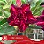 IRD Quasia - Enxerto Rosa do Deserto - Imagem 3