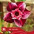 IRD Quasia - Enxerto Rosa do Deserto - Imagem 2