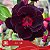 LL14 - Enxerto Rosa do Deserto - Imagem 1