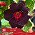 LL14 - Enxerto Rosa do Deserto - Imagem 2