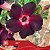 397 - Enxerto Rosa do Deserto - Imagem 3
