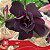 397 - Enxerto Rosa do Deserto - Imagem 2