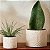 Vaso Decorativo Cachepot em Cimento Grande - Imagem 2