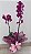 Orquídea Phalaenopsis 2 Hastes para Presente - Imagem 1