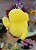 Psyduck do Pokémon 20 cm de Pelúcia - Imagem 3