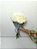 Buquê de 8 (Oito) Rosas Brancas – Beleza Natural - Imagem 2