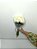 Buquê de 7 (Sete) Rosas Brancas – Beleza Natural - Imagem 2