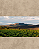 Café Especial Verde Cru | Peneira 16+ | 86+ Pontos | Safra 2024- Piatã Chapada Diamantina -  Torrefação - Imagem 4