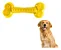 Brinquedo Ossinho Chiclete Tam. M (Thpet) - Imagem 2