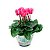 Cyclamen Mini PT11 Único - Imagem 1