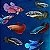 Peixe Betta Femea - Imagem 1