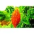 Melão São Caetano 60 Cap De 500 Mg Flora Nutry - Imagem 2