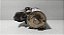 Motor Arranque Ford Fiesta 1.0 1996-2002| 96fb11000mb(2) 23d - Imagem 5