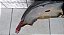 Parachoque traseiro  Peugeot 206  2000 2002 - Imagem 5
