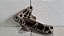 Suporte Coxim Motor Renault  Clio/kangoo 1.0 8v 2001 a 2005 - Imagem 3