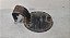 Portinhola Tanque Combustivel Ford  Ecosport  2004 a 2012 - Imagem 3