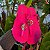 Rasteirinha rosa Dumond 39/40 - Imagem 1