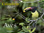 Calendário - Aves Brasileiras 2027 - Imagem 1